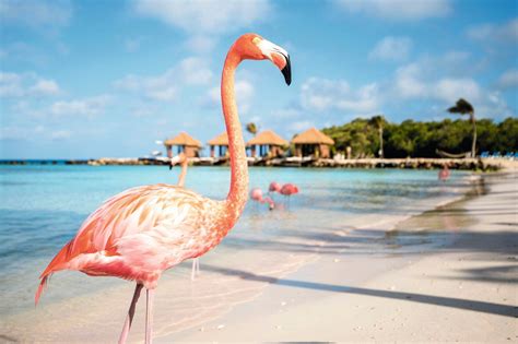 Aruba in october. Things To Know About Aruba in october. 